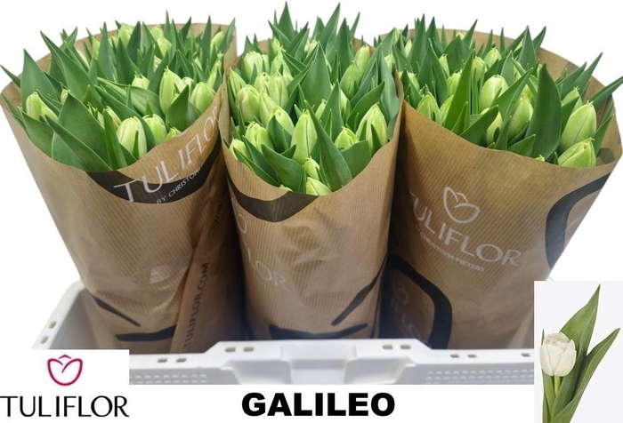 <h4>TU DU GALILEO</h4>