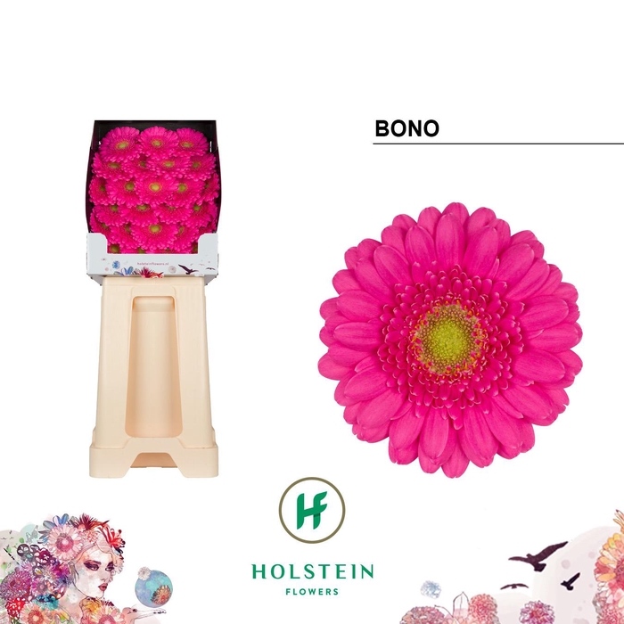 <h4>Ge Mi Bono</h4>