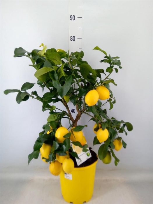 <h4>Citrus   ...</h4>