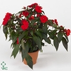 Impatiens NG 'ColPow Fire'