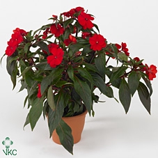 Impatiens NG 'ColPow Fire'