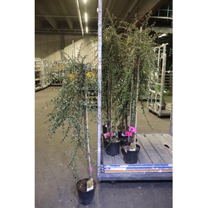 Coton S Coral Beauty