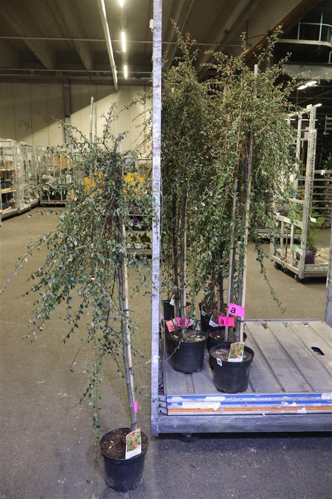 <h4>Coton S Coral Beauty</h4>