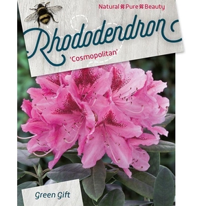 Rhodo. 'Cosmopolitan' pink