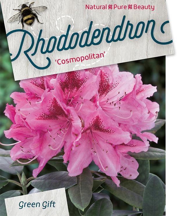 <h4>Rhodo. 'Cosmopolitan' pink</h4>