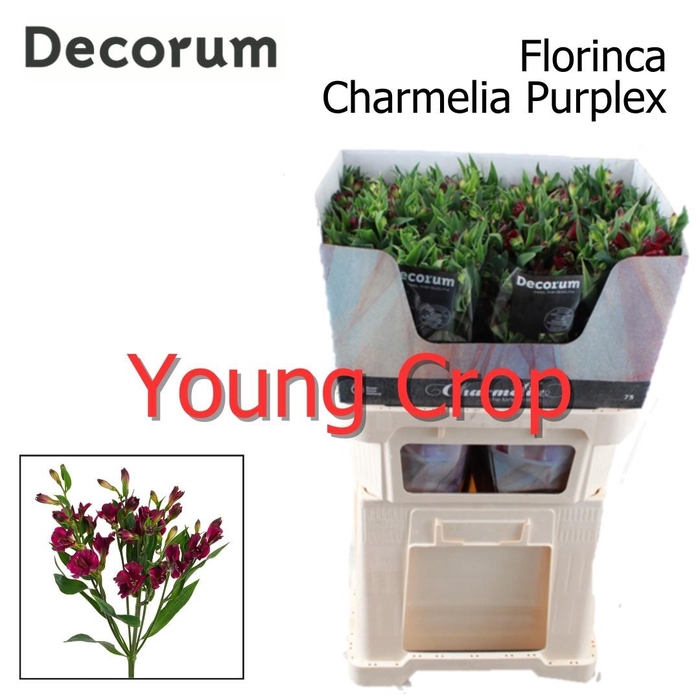 Alstr Fl Charmelia Purplex