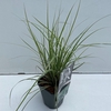Carex oshimensis Everest