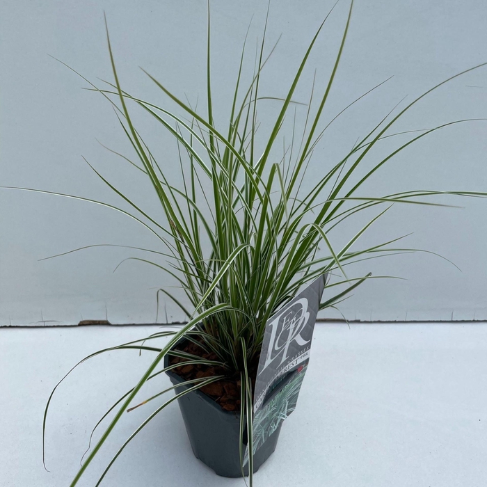 <h4>Carex oshimensis Everest</h4>