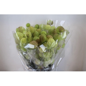 Asclepia Moby Dick Super P Bunch