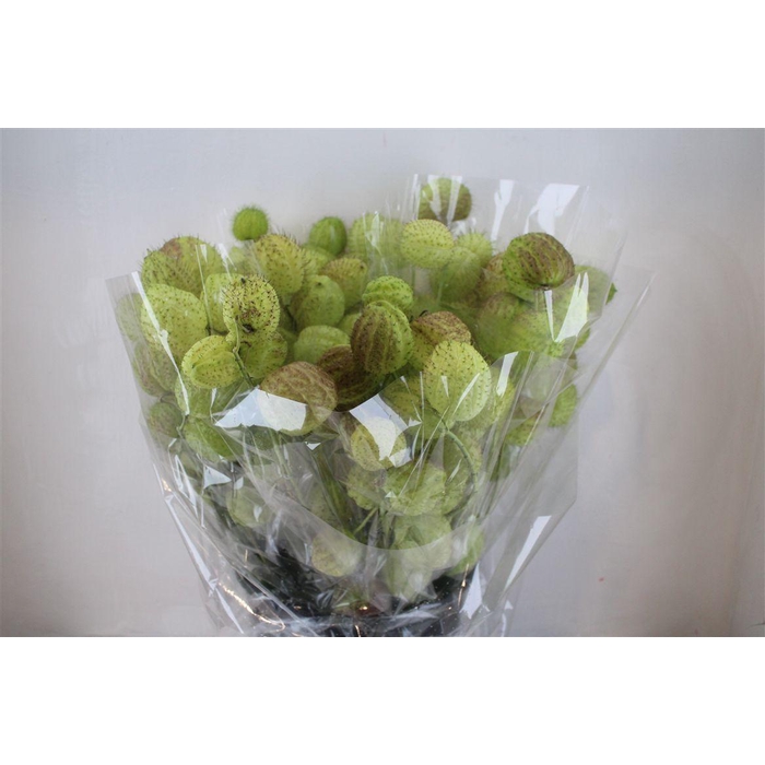 <h4>Asclepia Moby Dick Super P Bunch</h4>