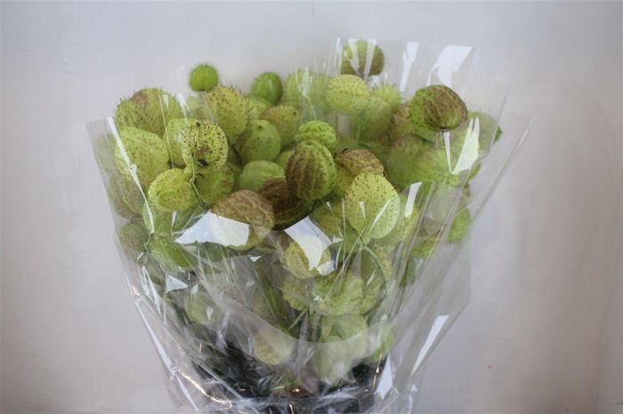 Asclepia Moby Dick Super P Bunch