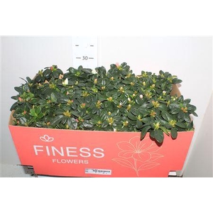 ** Rhodo Si Vogel Gem ** Promo