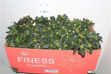 <h4>Rhodo Si Vogel Gem</h4>