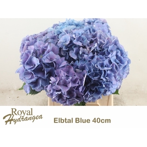 HYDR M ELBTAL BL