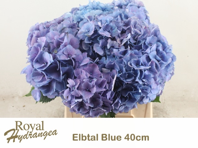 <h4>HYDR M ELBTAL BL</h4>