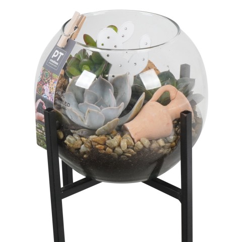 <h4>PTSU6179 Arrangementen succulenten</h4>