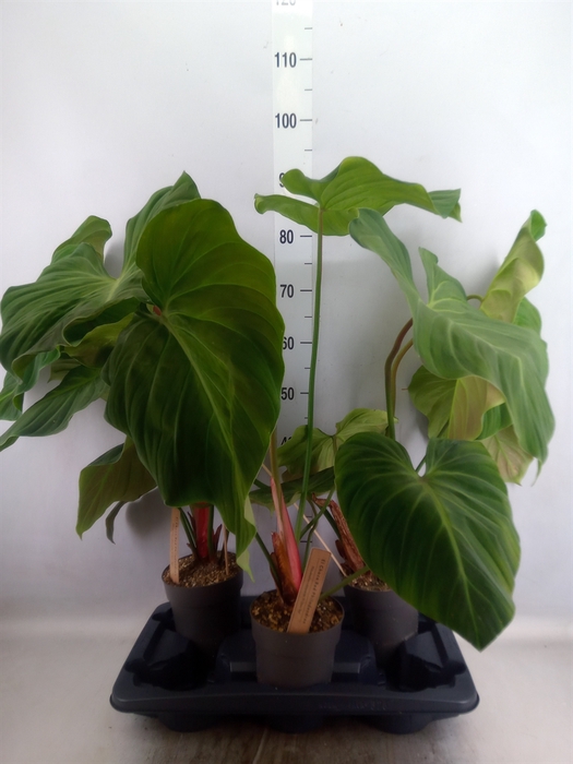 <h4>Philodendron   ...</h4>