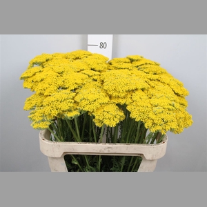 Achil F Parker Variety