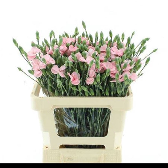 <h4>Di Tr Simply Candy Pink Extra</h4>