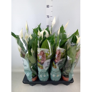 Spathiphyllum  'Sweet Chico'