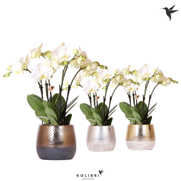 <h4>Kolibri Orchids Phalaenopsis ghent 4spike in Elite pot mix</h4>