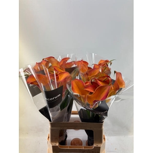 Calla Morning Sun Future