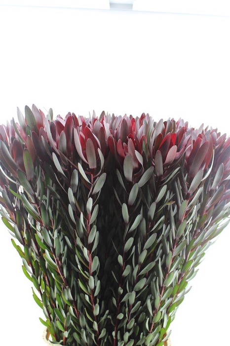 <h4>Leucad Saf Sunset</h4>