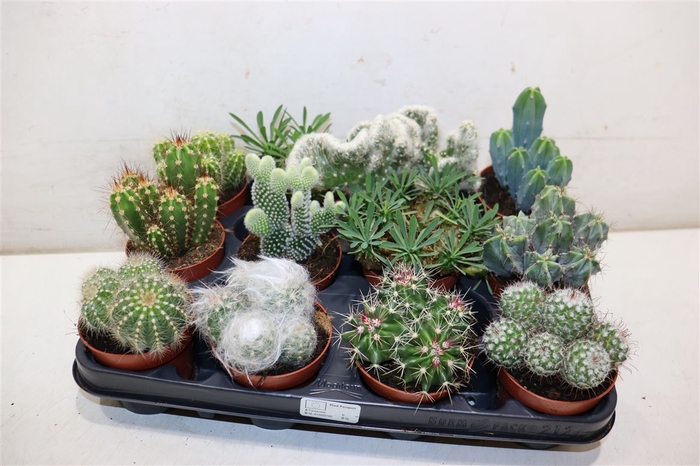 <h4>Cactus Gem</h4>