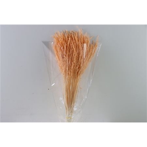 Dried Rice Grass Salmon Bunch Slv