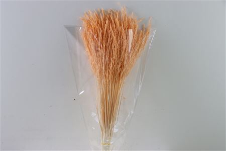 Dried Rice Grass Salmon Bunch Slv