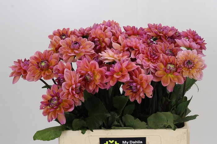 <h4>Dahlia Dalmuti Jester</h4>
