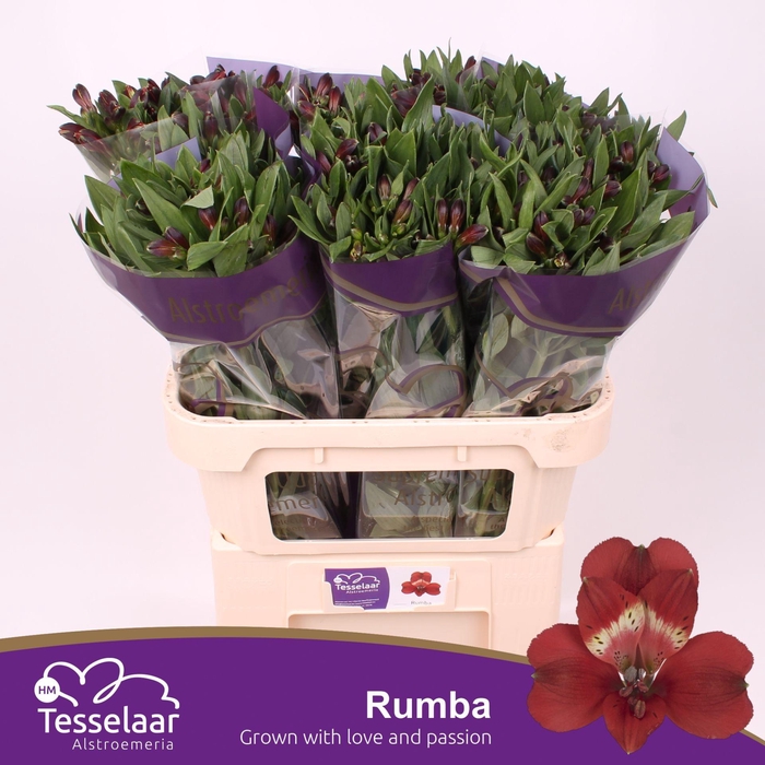<h4>Alstroemeria Rumba</h4>