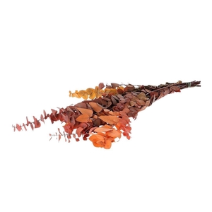 Preserved Eucalyptus Stuart. 65cm 150g