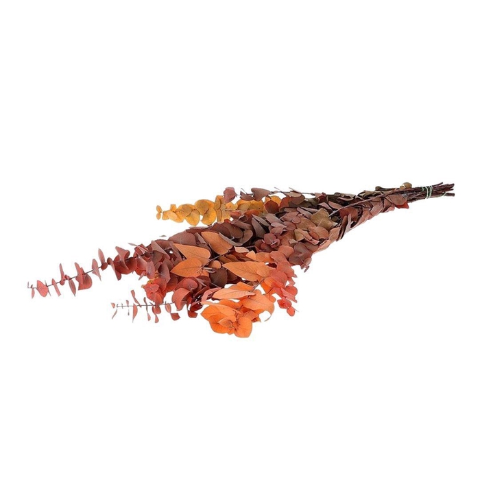 <h4>Preserved Eucalyptus Stuart. 65cm 150g</h4>