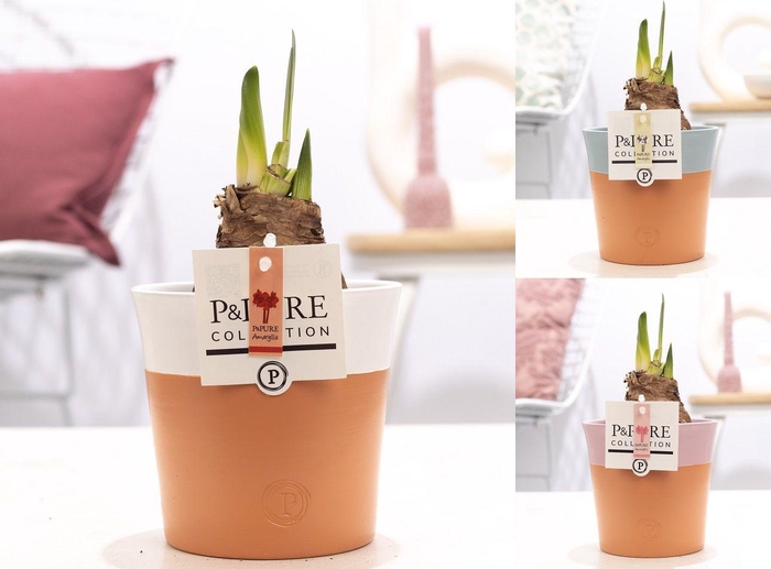 <h4>Hippeastrum mix in P&PURE Terra Cotta 4 ass. 3</h4>