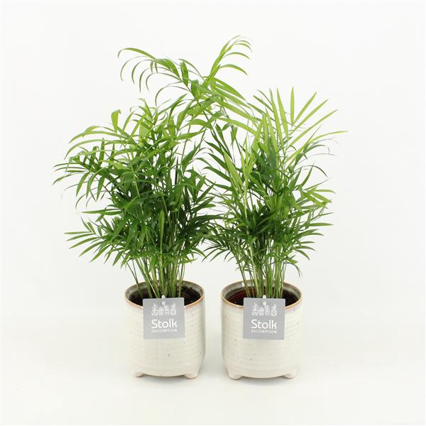 <h4>Chamaedorea in Maren keramiek pot</h4>