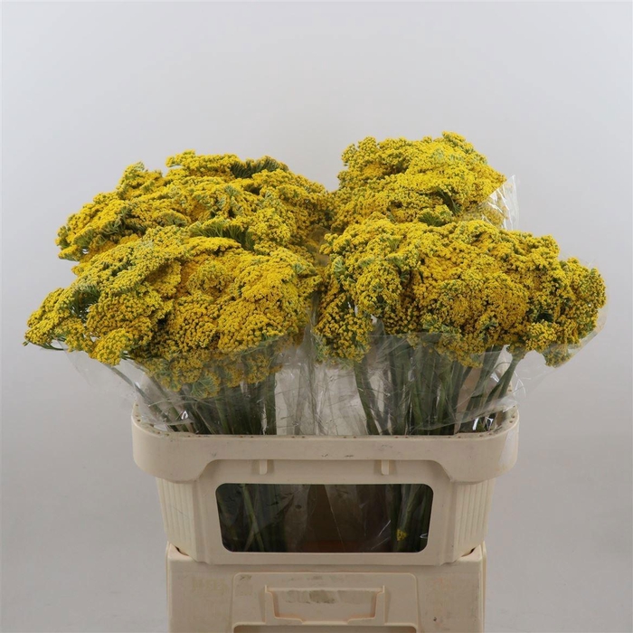 <h4>ACHIL F PARK VARIETY</h4>