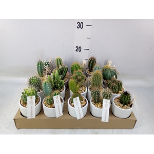 Cactus   ...
