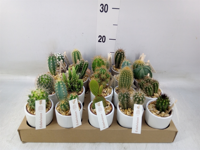 <h4>Cactus   ...</h4>