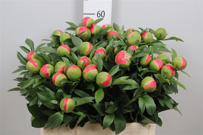 <h4>Paeo Coral Sunset</h4>