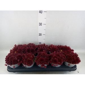 Sempervivum   ...