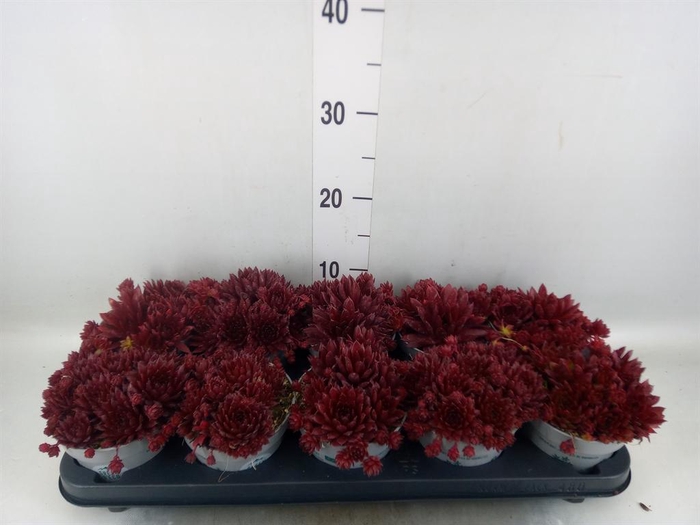 <h4>Sempervivum   ...</h4>