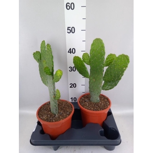 Opuntia