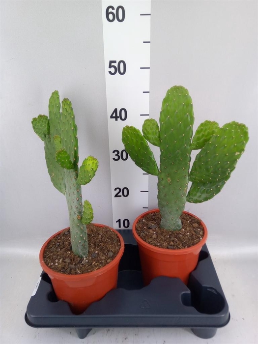 <h4>Opuntia</h4>