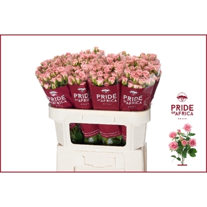 Rosa spray odilia