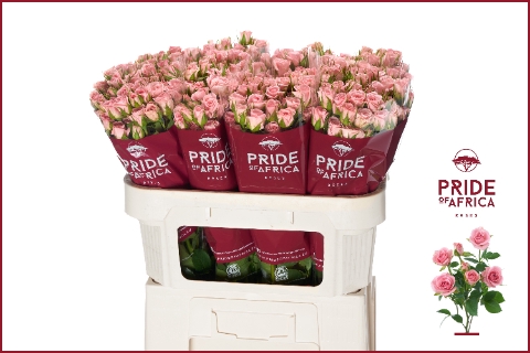 <h4>Rosa spray odilia</h4>