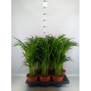 Dypsis lutescens   ...Chrysalidoca