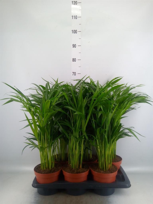 <h4>Dypsis lutescens   ...Chrysalidoca</h4>
