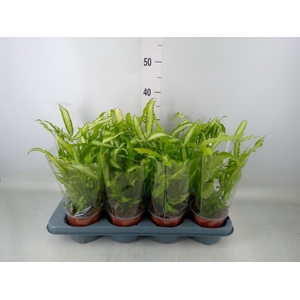 Pteris cretica 'Albolineata'