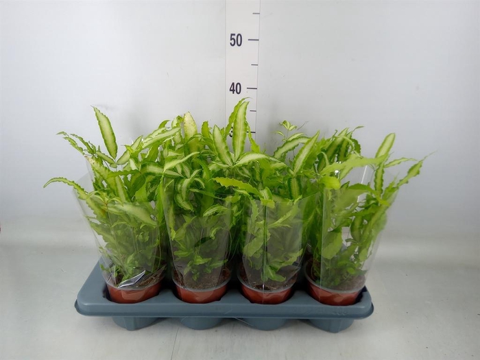 <h4>Pteris cretica 'Albolineata'</h4>